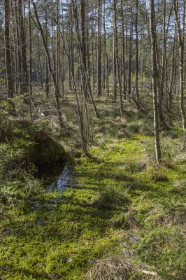 Klpsa pildi vaatamiseks tissuuruses